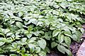 Potato plants