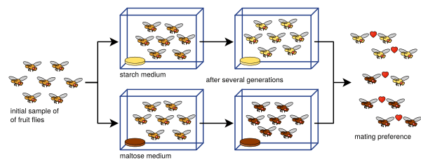 Drosophila speciation experiment.svg