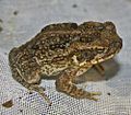 Young Bufo marinus