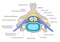 Cervical vertebra english