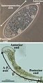 Labelled Ciliates