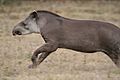 Tapir Pantanal