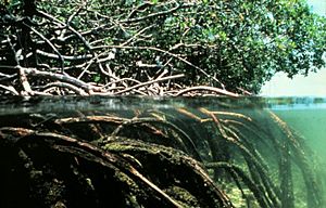 Mangroves