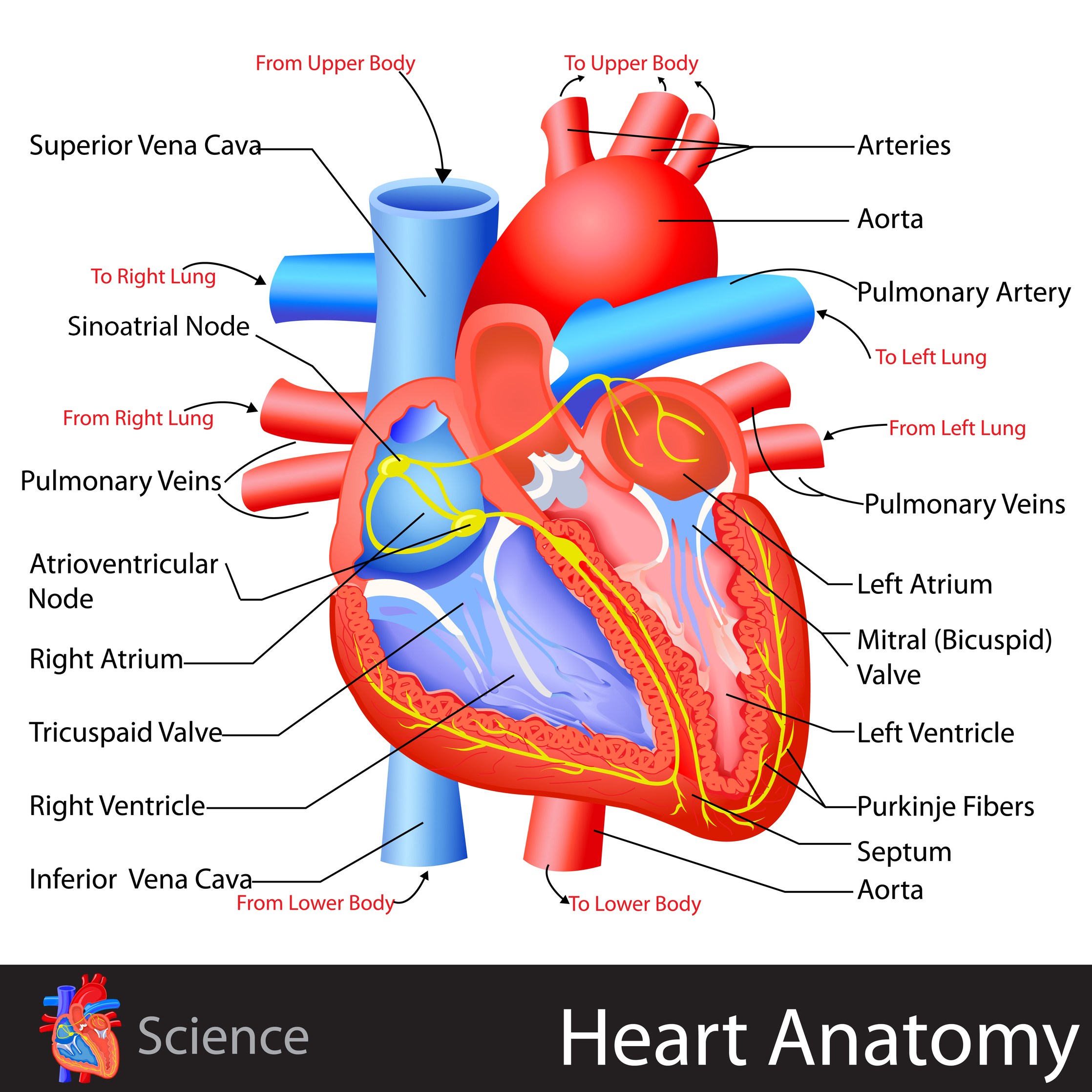 Heart Anatomy For Kids