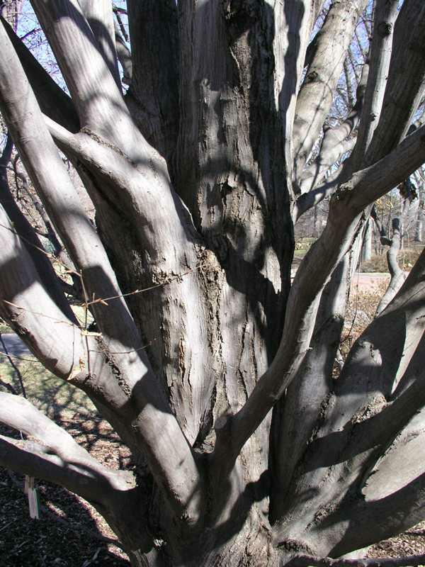 Carpinus betulus ‘Fastigiata’ | Kiefer Nursery: Trees, Shrubs, Perennials