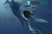 Ảnh Cá mập khổng lồ Megalodon vẫn còn sống dưới biển sâu?