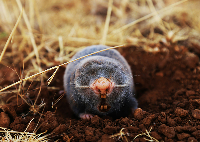 Moles | Pest Control | Signs and Management | Killroy Pest Control