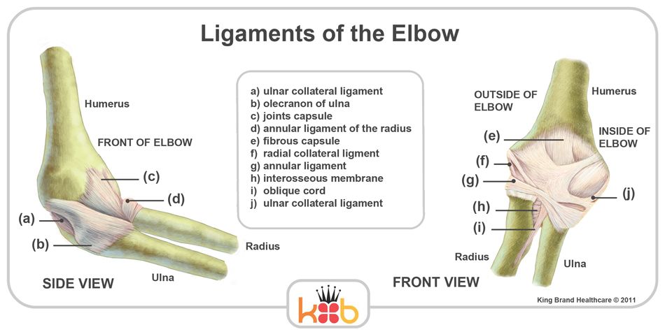 Elbow Ligaments And Tendons