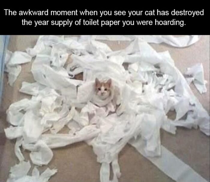 Toilet paper Cat meme about coronavirus