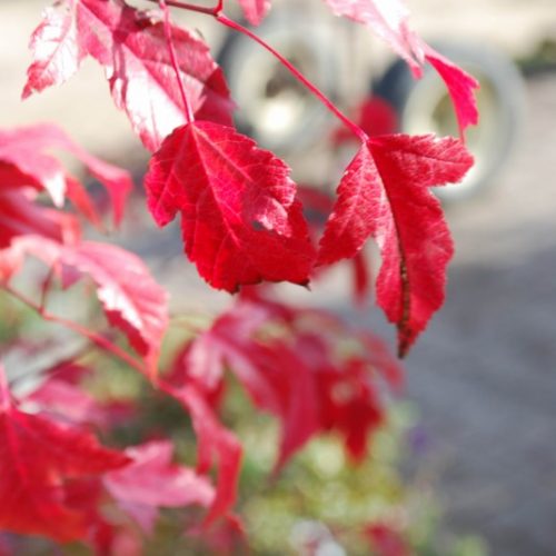 Amur Maple Tree Fall Colours