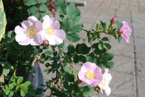 Prickly Rose in Flower