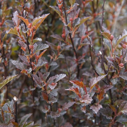 Little Devil Ninebark Foliage Close Up