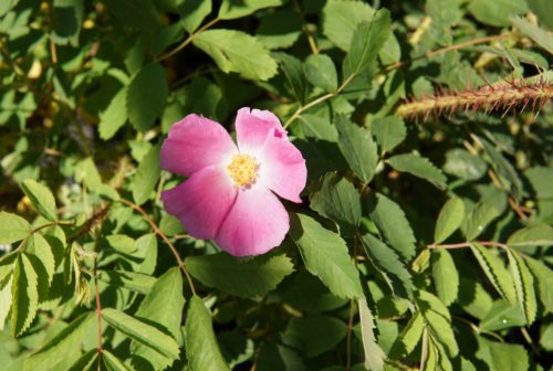 Prickly Rose