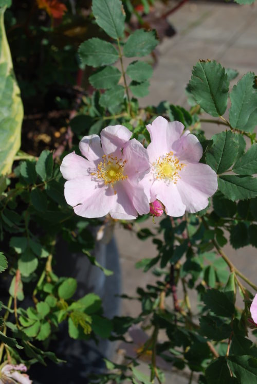 Prickly Rose Flower Close Up