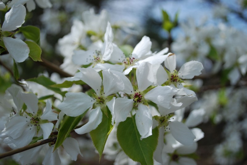 Ussurian Pear Flower Close Up