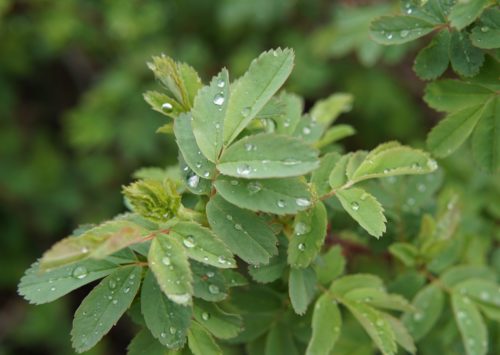 Prickly Rose leaves