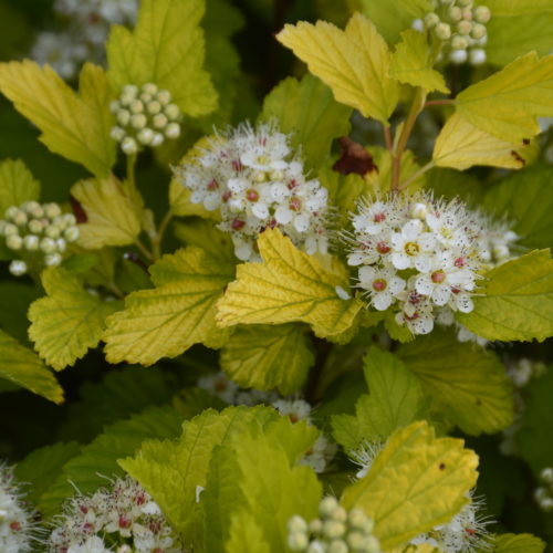 Dart's Gold Ninebark Flower Close Up