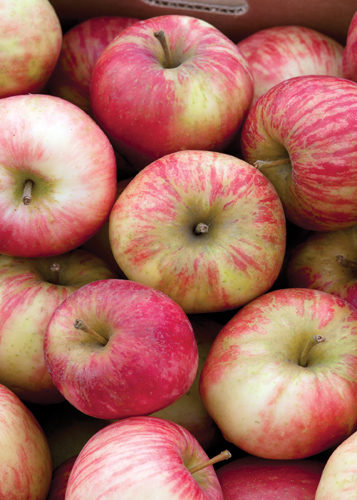 Honeycrisp Apple Fruit Close Up