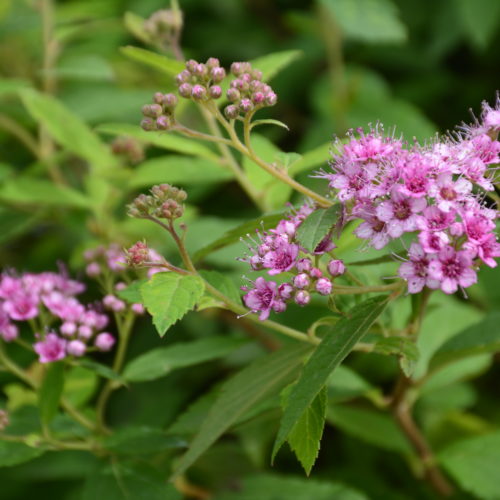 Neon Flash Spirea Flower Close Up