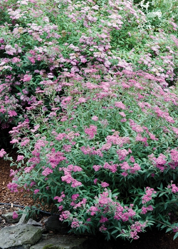 Neon Flash Spirea Full Shrub