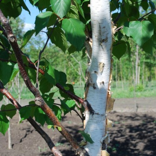 Paper Birch Bark Close Up