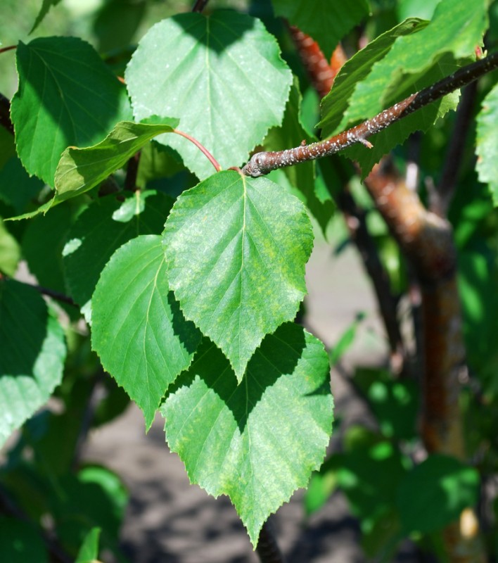 Paper Birch Foliage Close Up