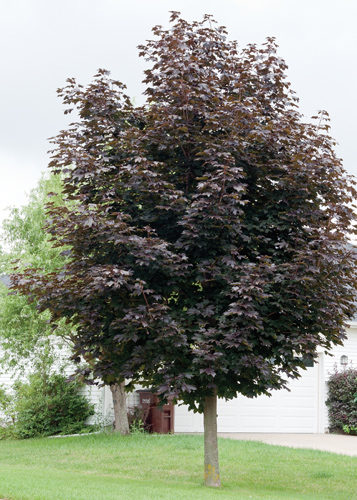 Royal Red Maple Full Tree