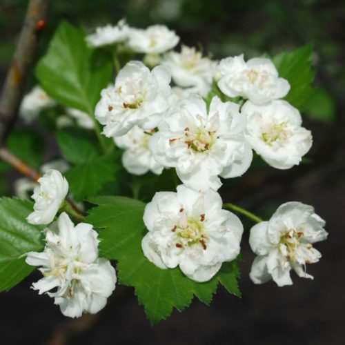 Snowbird Hawthorn Flower Close Up