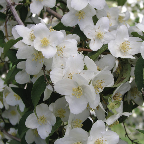 Waterton's Mock Orange Flower Close Up