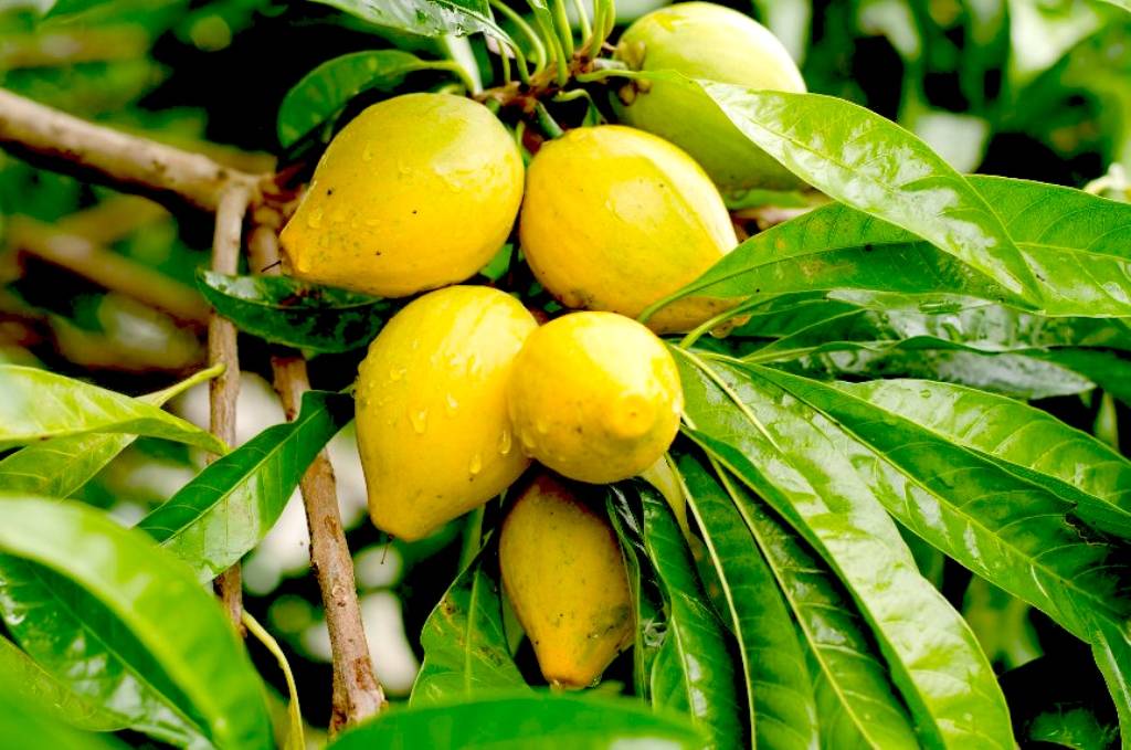 Egg Fruits of the branch of tree