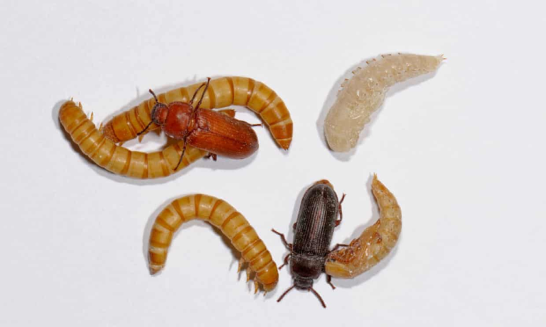 The Mealworm Life Cycle - Knowledge Out