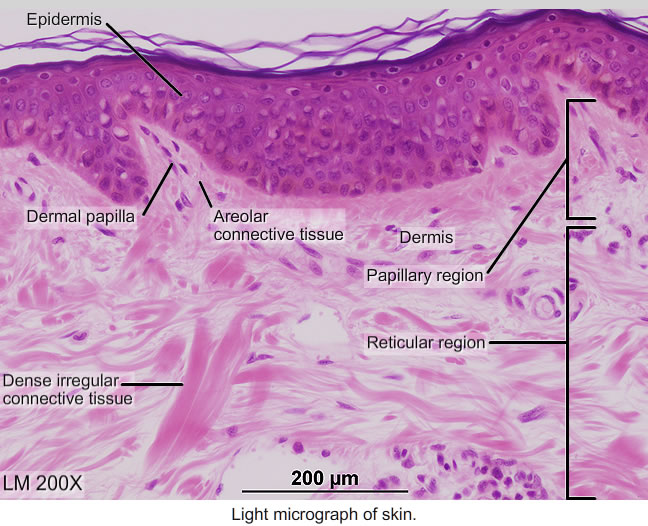 Region Of The Papillary Dermis