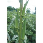 Indo-Us 999 F1 Hy Okra