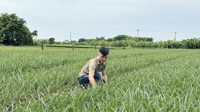 Thanh niên Nam Định tự tin khởi nghiệp, phát triển kinh tế cho hiệu quả cao