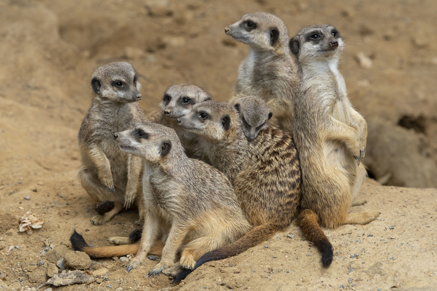 6 Erdmännchen stehend und sitzend auf Sand