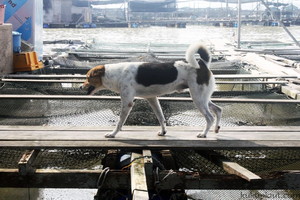 Dog on the fish farm