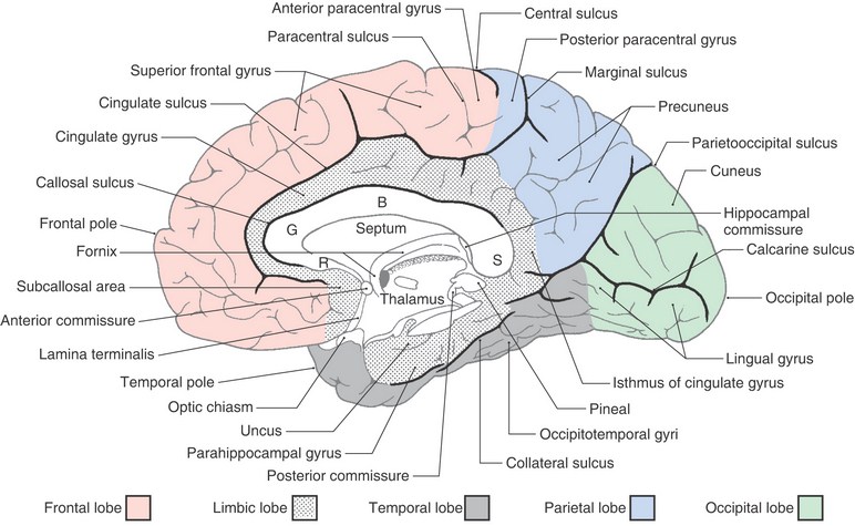 Gyri and Sulci on Medial Surface