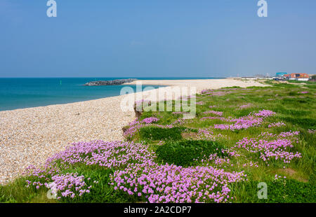 Thrift (Armeria maritima) growing along the beach in spring at Selsey, West Sussex, England. Stock Photo