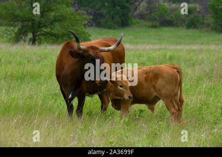 Texas Longhorn Heifer and Calf in the Wichita Mountains Wildlife Refuge, Oklahoma Stock Photo