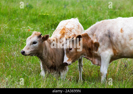 Texas Longhorn Heifer and Calf in the Wichita Mountains Wildlife Refuge, Oklahoma Stock Photo