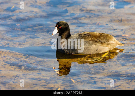 American Coot, Fulica americana, Burnaby Lake Regional Park, Burnaby, British Columbia, Canada Stock Photo