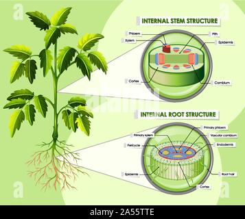 Diagram showing internal stem structure illustration Stock Vector