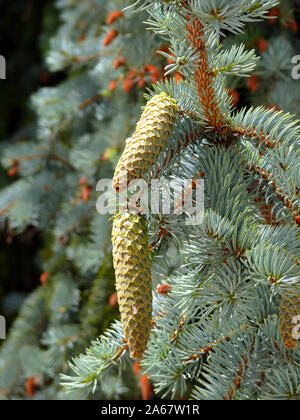 Blue spruce, Stech-Fichte, Blau-Fichte, Picea pungens, ezüstfenyő Stock Photo