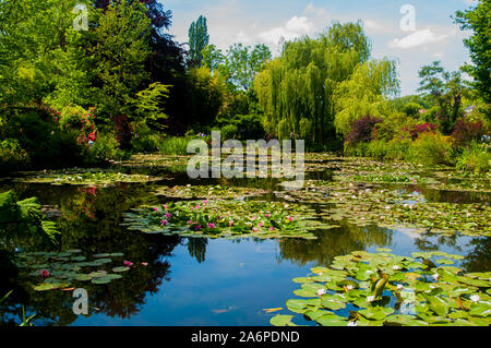 Water Lily Garden Stock Photo