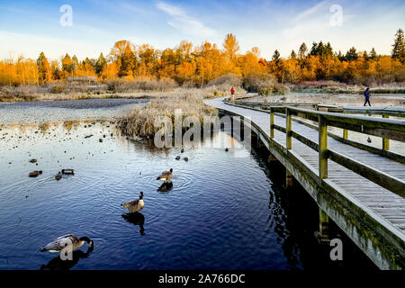 Boardwalk, Burnaby Lake Regional Park, Burnaby, British Columbia, Canada Stock Photo