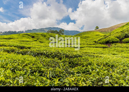 Tea plantations in the cameron highlands in Malaysia Stock Photo