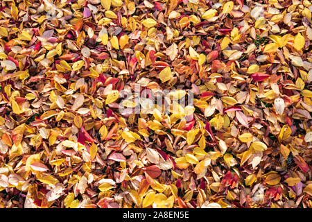 Orange leaves texture closeup. Autumn fall folliage background Stock Photo