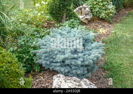 Blau-Fichte (Picea pungens 'Glauca Globosa') Stock Photo