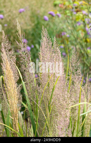 Diamantgras (Calamagrostis brachytricha) Stock Photo