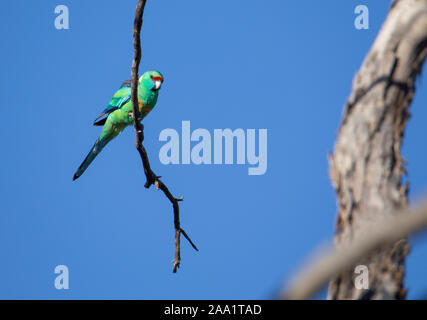 Australian Ringneck parrot (Barnardius zonarius) in outback Queensland. Also known as Mallee Ringneck. Stock Photo